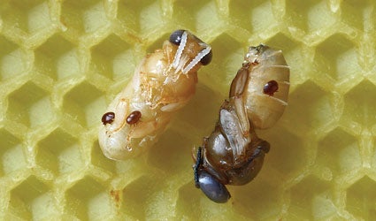 Varroa Mite on bees