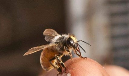 Bee on Finger