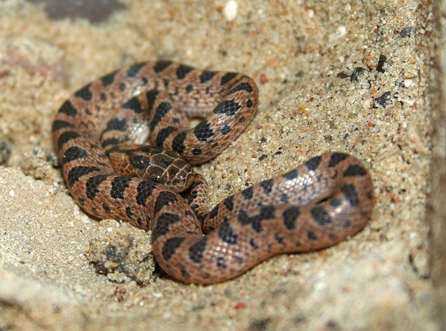 Leptodeira annulata L.