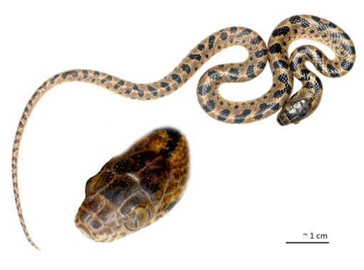 Leptodeira annulata L. 2