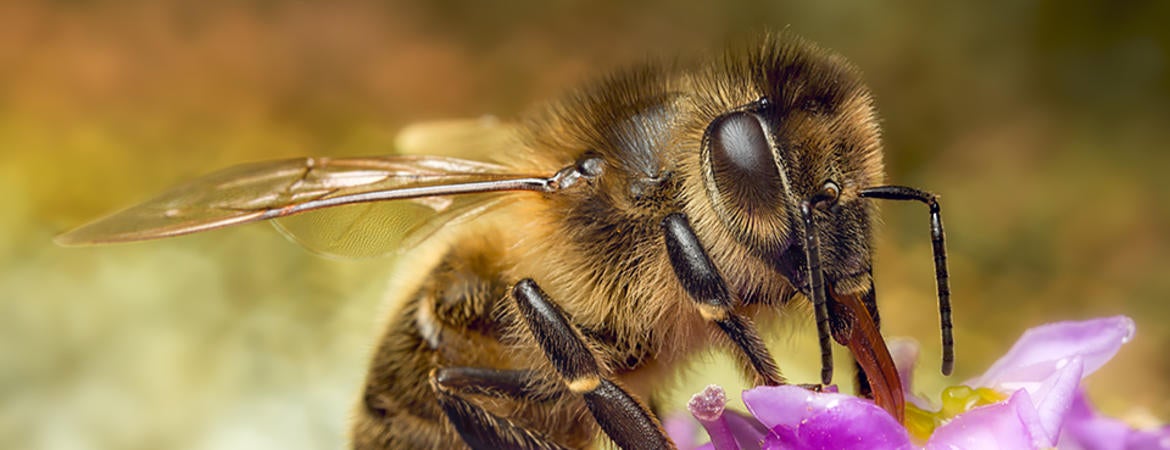 Learn About Honey Bees | Center for Integrative Bee Research (CIBER)