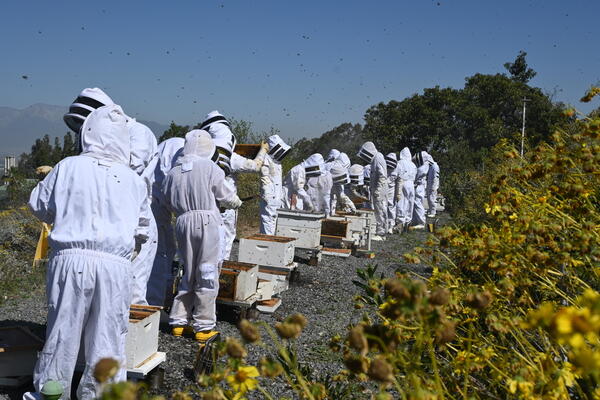 Teaching Apiary