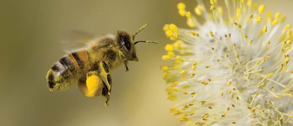 Full Pollen Baskets 