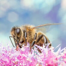 ciber bee 015 Ruedi Wittwer