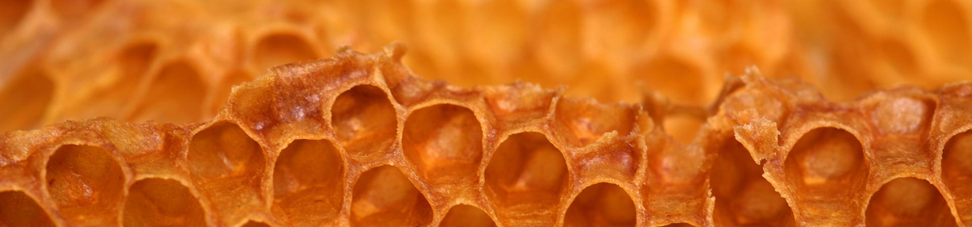 Honeybee Comb