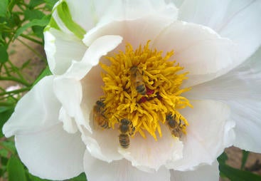 Multiple Pollination Multiple Pollination
