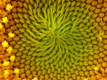 Sunflower Sunflower